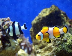 poisson-parc-merveilleux