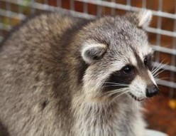 animaux-esch-ratons-laveurs