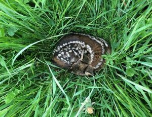 protection-bebes-foret
